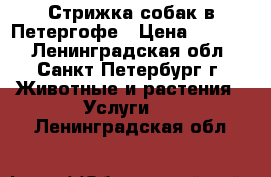 Стрижка собак в Петергофе › Цена ­ 1 000 - Ленинградская обл., Санкт-Петербург г. Животные и растения » Услуги   . Ленинградская обл.